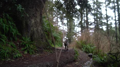peaceful hike through a lush forest trail