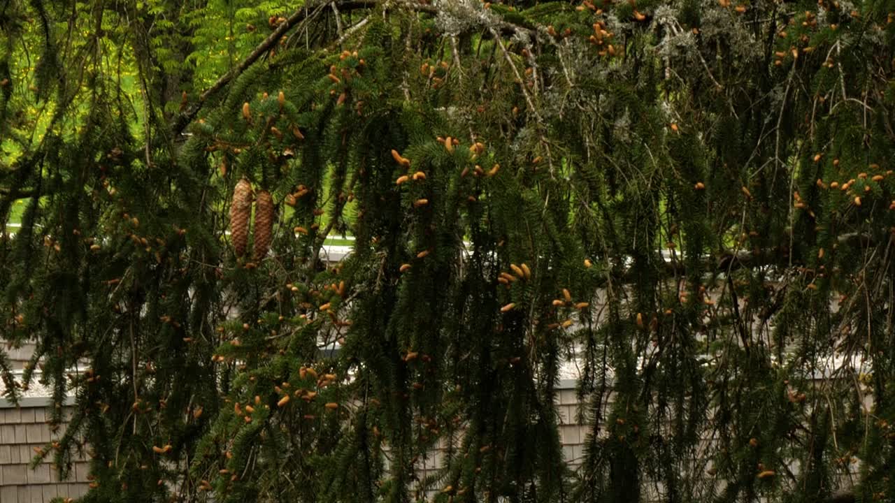dos conos de pino colgando de una rama en flor de un árbol de abeto en el bosque negro en un día soleado y ventoso de primavera