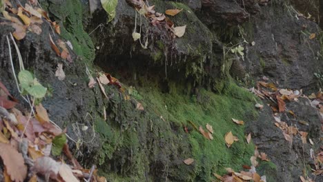 Musgo-Sobre-Piedras-Con-Agua-Goteando,-Hojas-De-Otoño