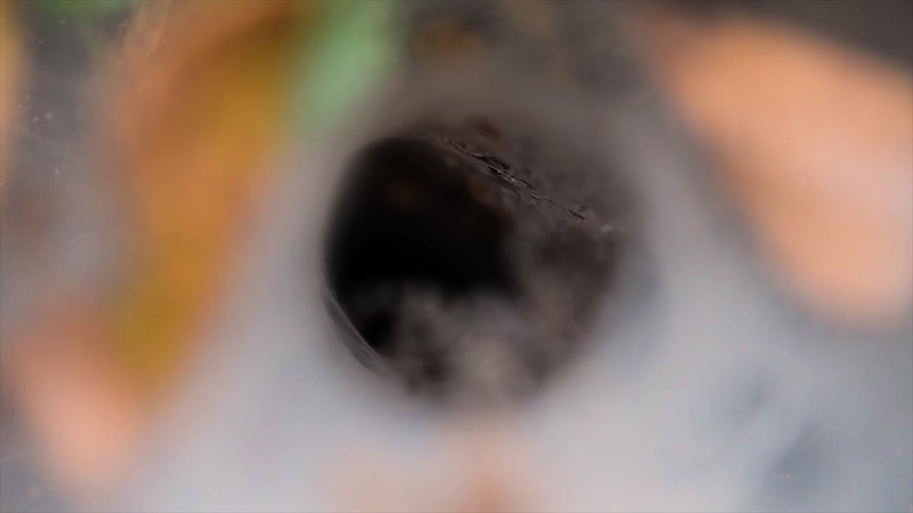 una araña que se encuentra en los bosques de tierras bajas con una trampa de telaraña en el suelo diseñada como un embudo que se estrecha de ancho a un túnel angosto en el que llevará a su presa al interior