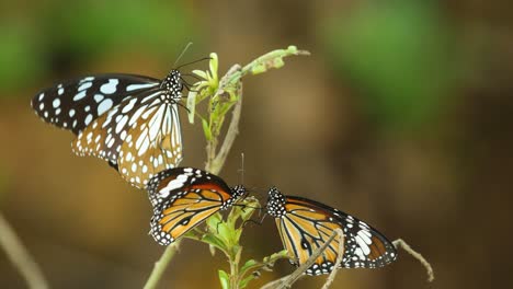 Männchen-Von-Drei-Verschiedenen-Schmetterlingsarten-Scharen-Sich-Auf-Einer-Pflanze,-Um-Alkaloide-Zu-Sammeln-Und-Pheromone-Zu-Produzieren,-Die-Ihnen-Dabei-Helfen,-Weibchen-Anzulocken,-Die-In-Den-Westlichen-Ghats-Indiens-Vorkommen