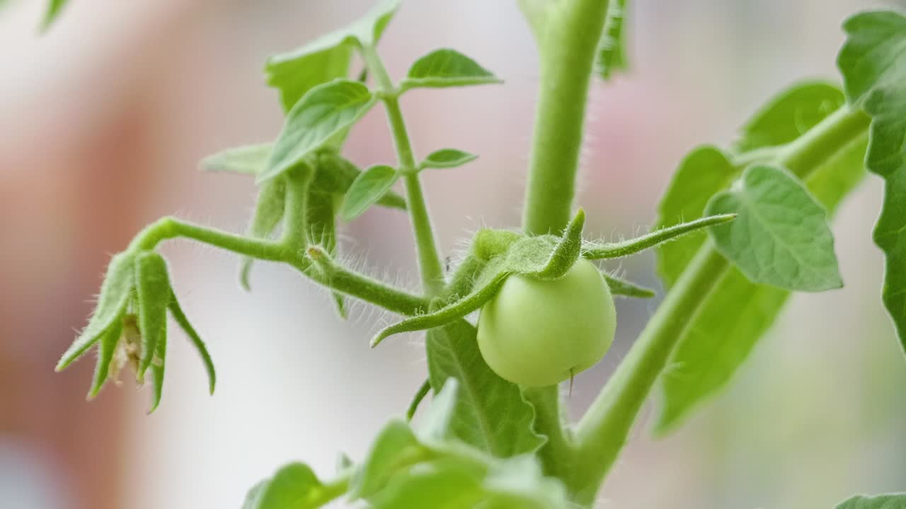 Close-up of a Green Tomato Growing on the Vine