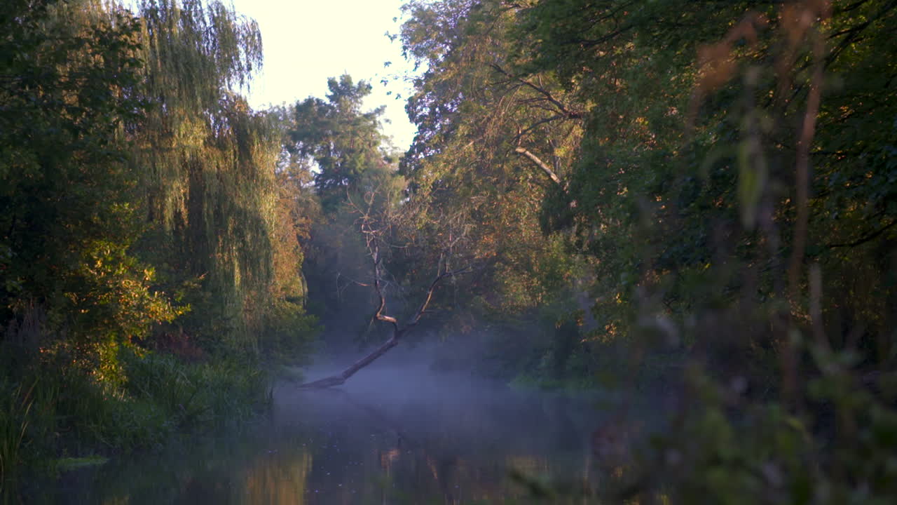 niebla malhumorada sobre el río durante la puesta del sol con hierba larga y árboles de sauce en las orillas del río