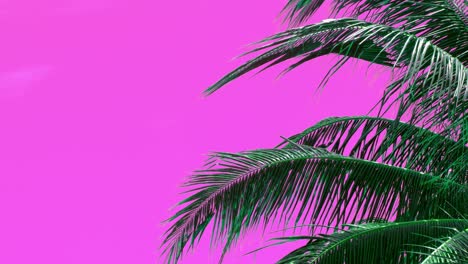 coconut palm leaves blowing in a gentle tropical breeze with a pink background which is keyable and can be replaced with your backdrop