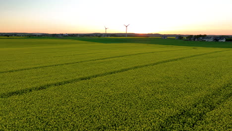 panorama of canola oil fields during sunset