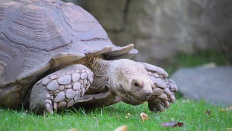 the turtle roams freely in nature. an attentive glance of the black eyes of a turtle from under a strong patterned shell