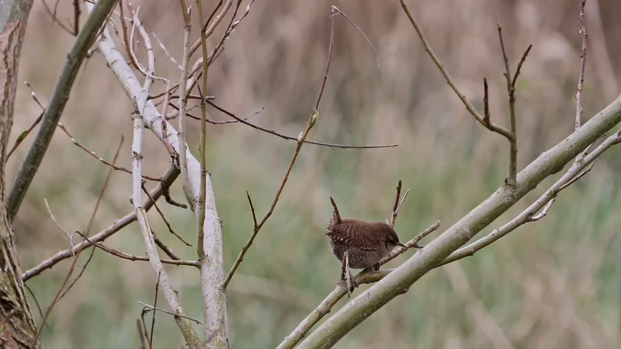 salto nervioso en una rama