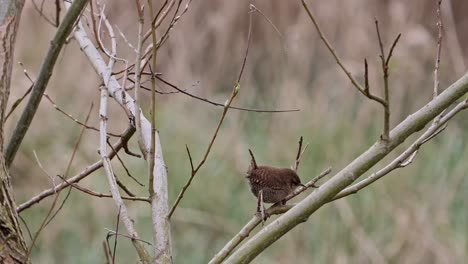 wren hopping nervously on a branch