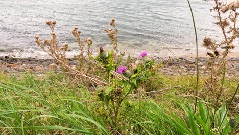 flores silvestres junto al mar en fife, escocia