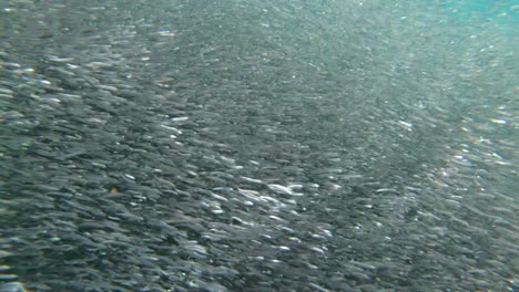 Underwater-footage-of-a-huge-bait-ball-of-anchovies-in-psychedelic-patterns-2