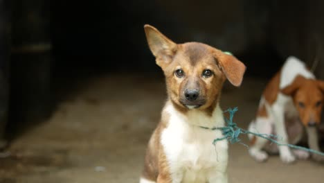 dos cachorros en un refugio