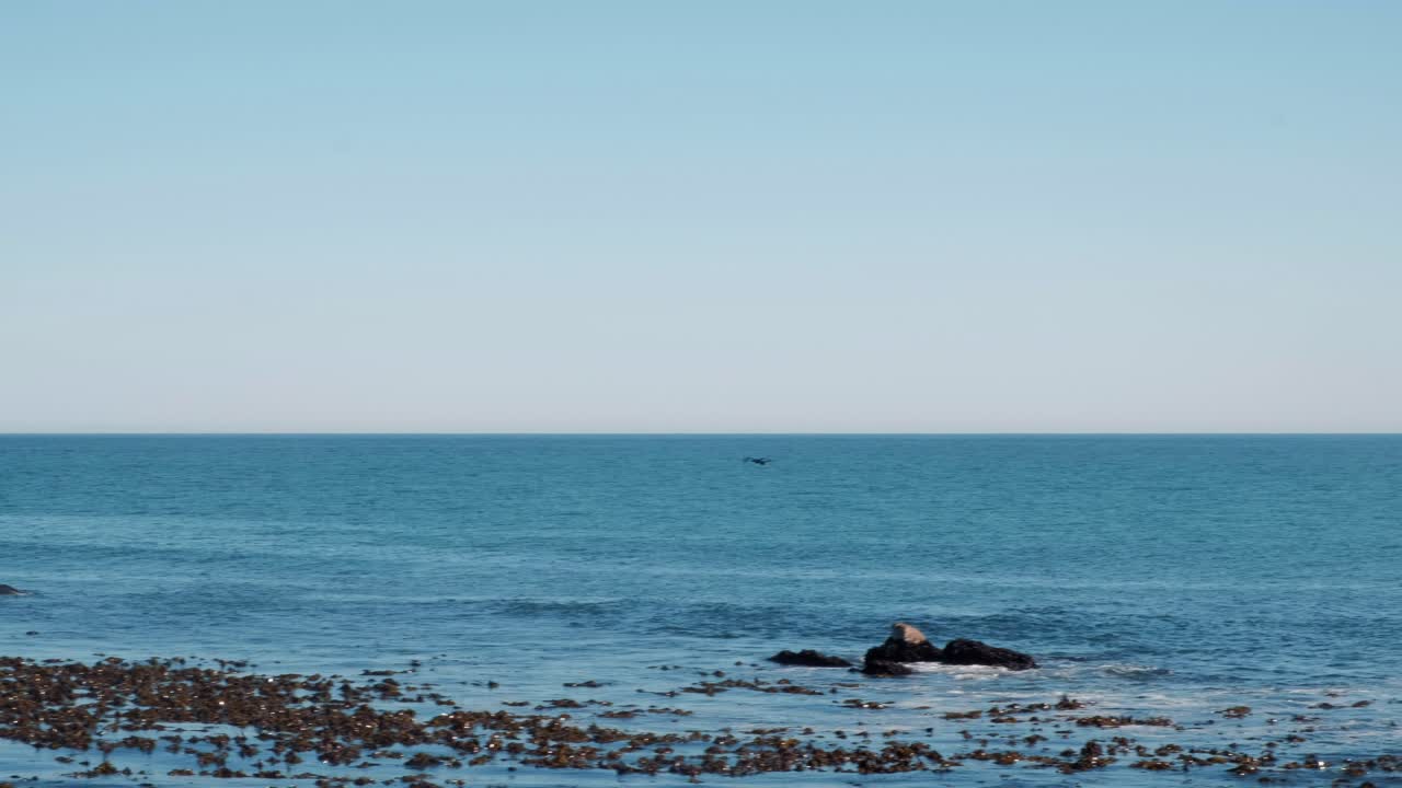 바다 위 를 날아다니는 해파리