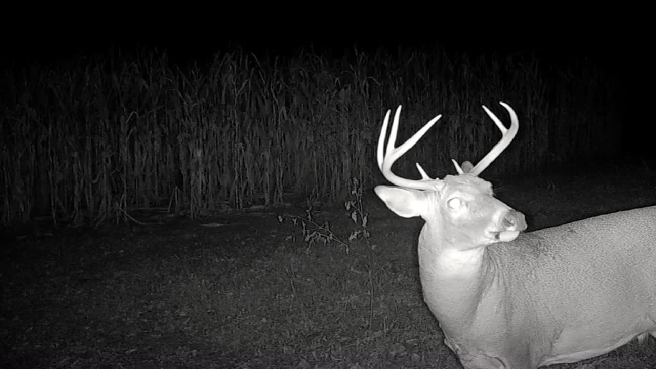Whitetail deer - 8-point buck sniffing the air for a doe's scent in the Midwest in late fall on the edge of a cornfield in the Midwest; concepts of nature, game camera, wildlife and hunting