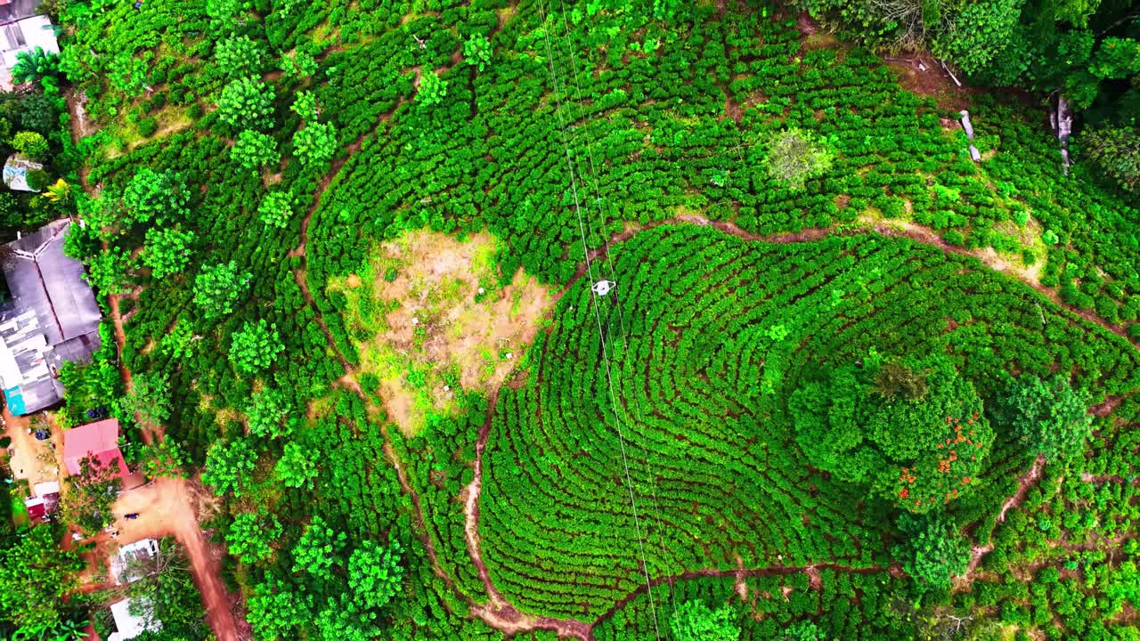 A stunning aerial captures the vivid green rows of a Sri Lankan tea plantation, with winding dirt paths, scattered trees, and lush tropical hills creating a rich, textured agricultural landscape.