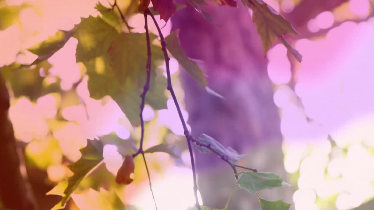 Sunlight filtering through colorful autumn leaves creating animation in serene forest