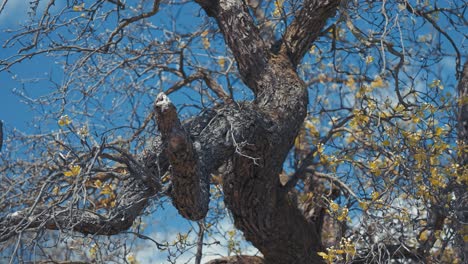 half-dead tree. new leaves cover several twisted branches