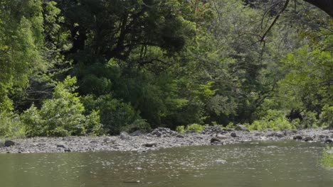 Hermoso-Paisaje-De-Un-Río-Cristalino-Que-Fluye-En-Medio-De-árboles-Verdes-En-El-Bosque-En-El-Departamento-De-El-Paraíso-En-El-Sur-De-Honduras