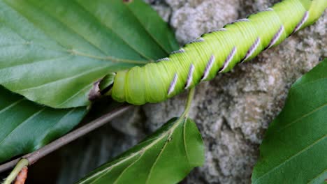 oruga de polilla halcón privet arrastrándose lentamente a lo largo de una rama de árbol delgado