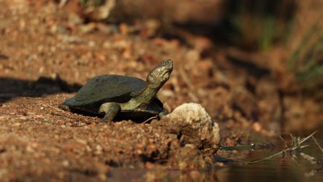a close shot of a terrapin sun basking at the water's edge. filmed from a low angle in the greater kruger