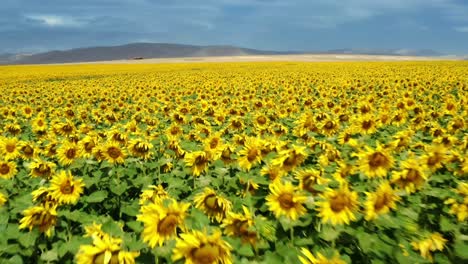 Drone-Vuela-Sobre-Un-Campo-De-Girasoles-4k-Drone-Video-De-Campo-De-Girasol