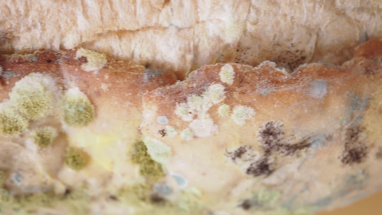 Close-up of Green and White Mold Growing on Bread