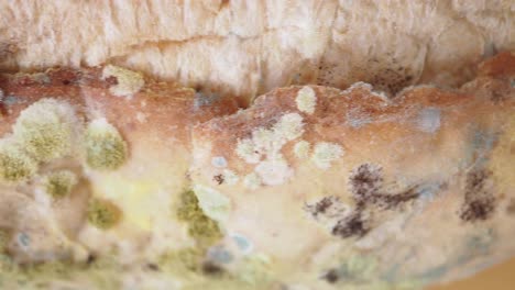 close-up of green and white mold growing on bread