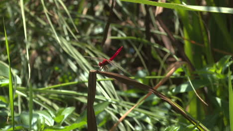 red dragonfly perched on a leaf