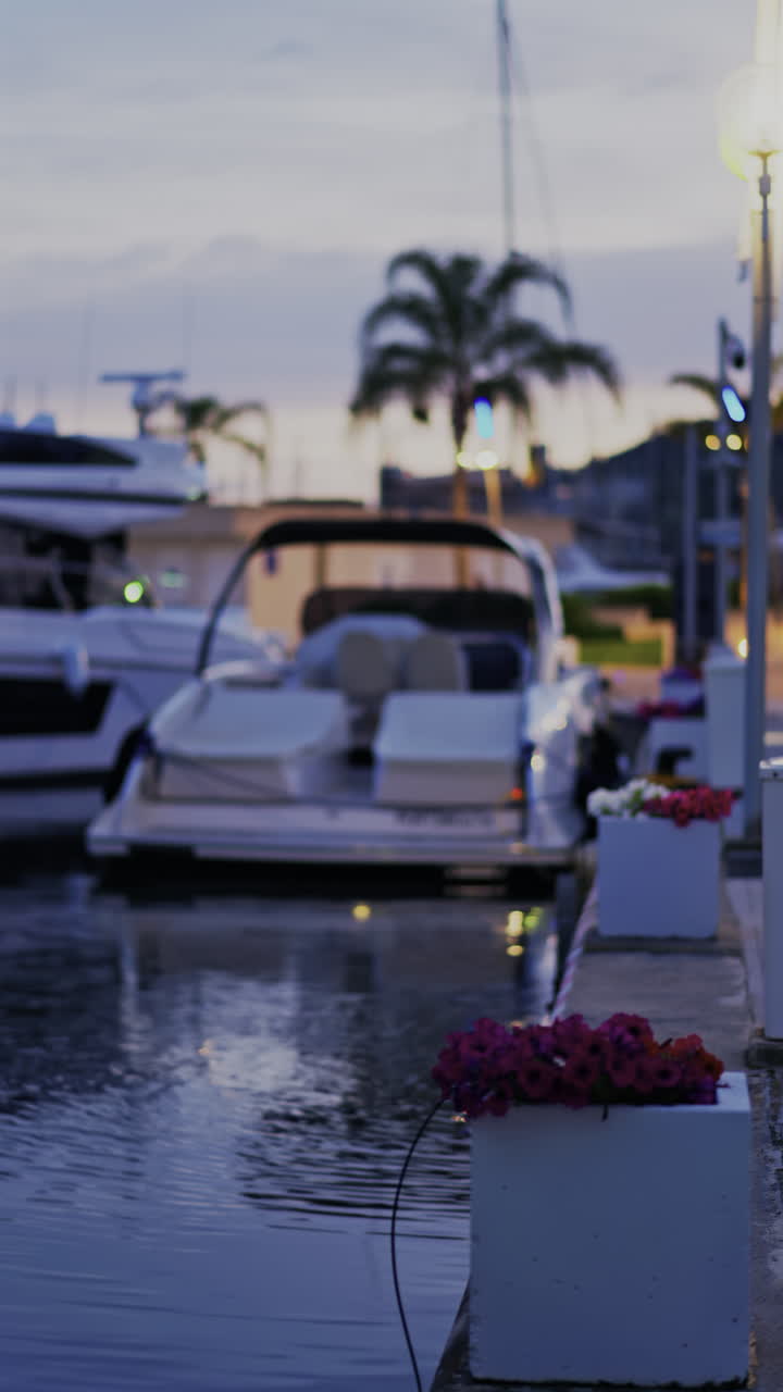Close up of pink petunia flowers with boats docked in Port Vauban at sunset in the background. Vertical