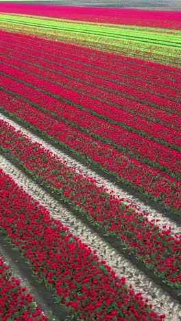 red tulip field in spring