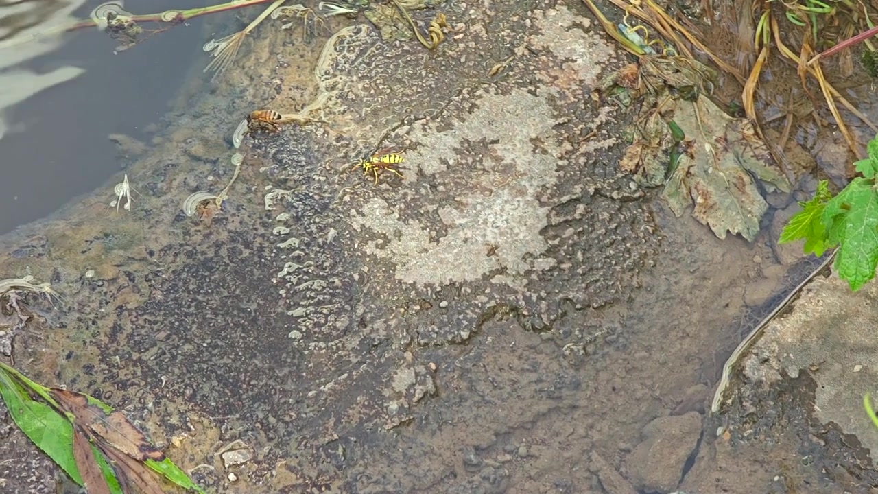 Wasps Drinking Water from a Wet Stone by the Riverbank
