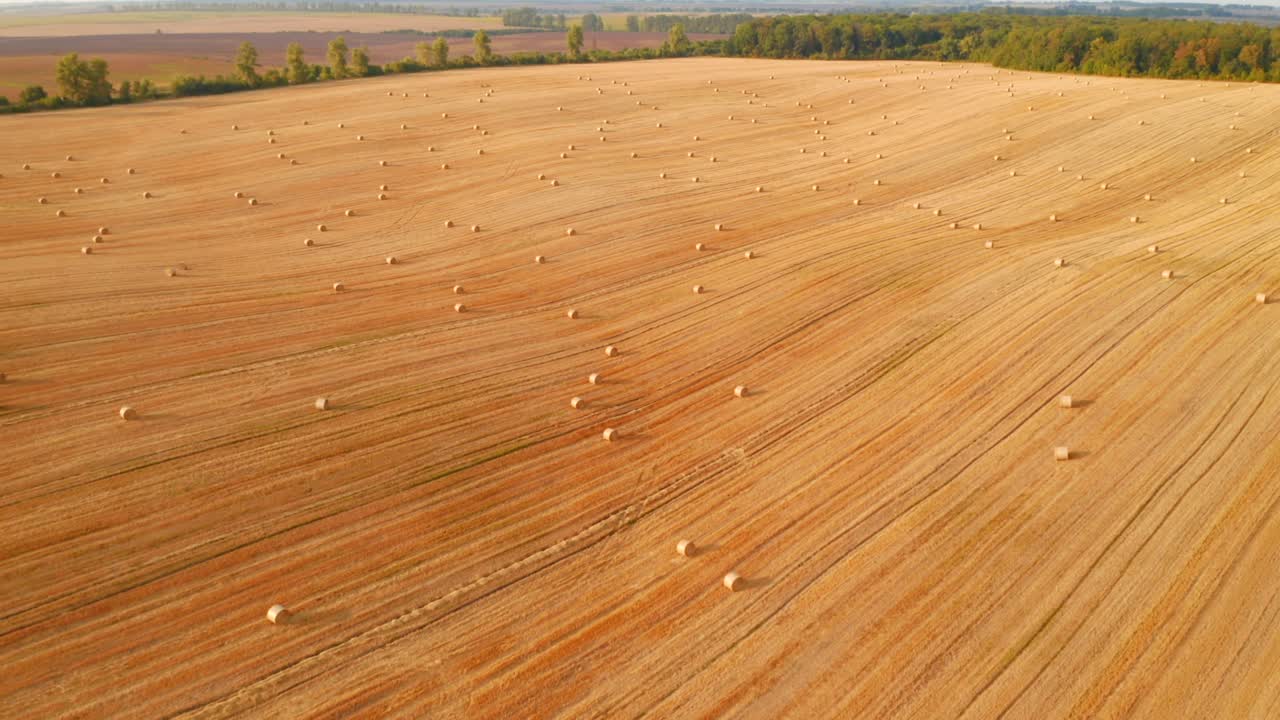 드 터에서 총을 고 황금  위를 날아다니며 밀 을 습니다.