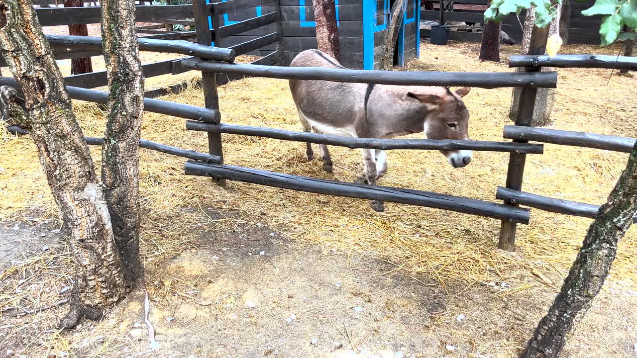 burro en un corral con una valla rústica, en portugal