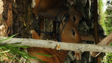 disparo estático medio vertical de dos vacas acostadas bajo una cabaña de madera junto a una pared de piedra con un pequeño pollo en un clima tropical