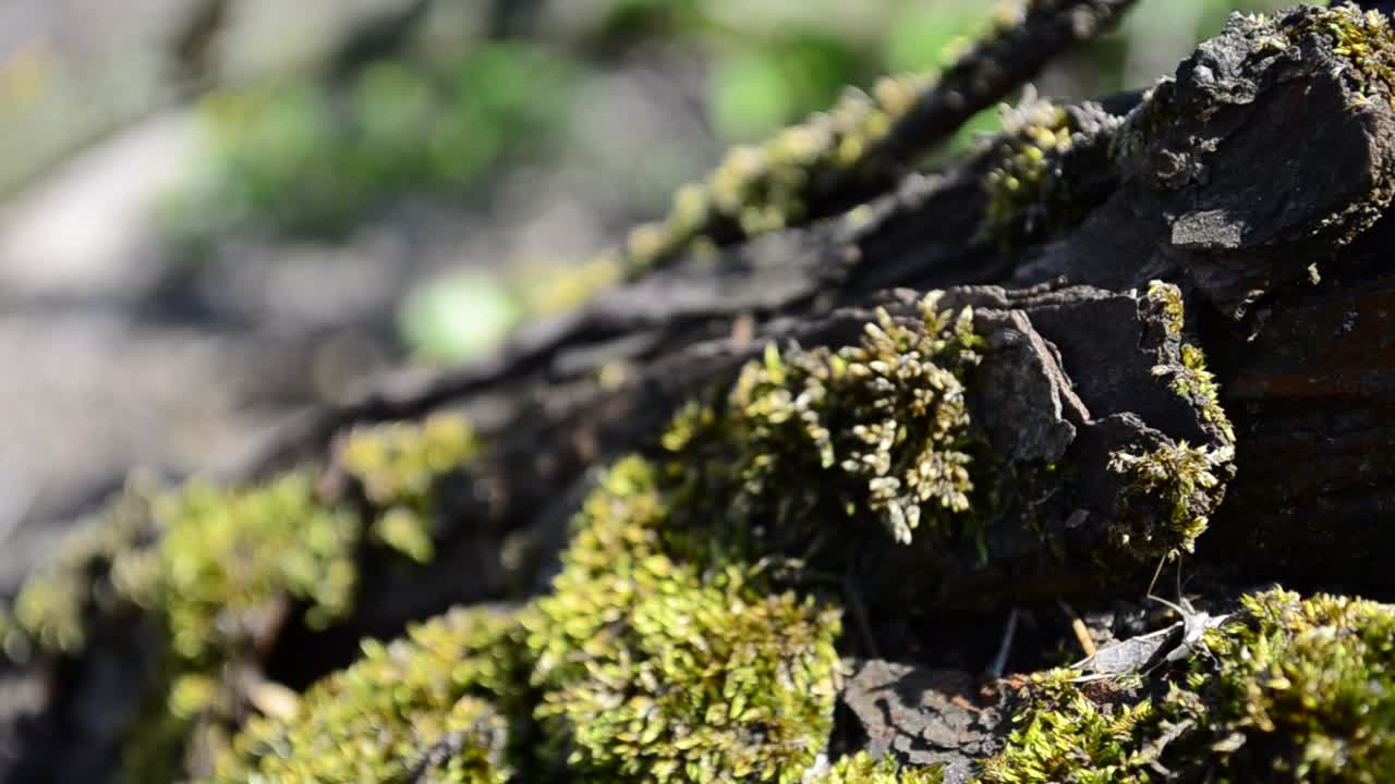 Muschio su un albero, in primavera. Riprese ad aprile.