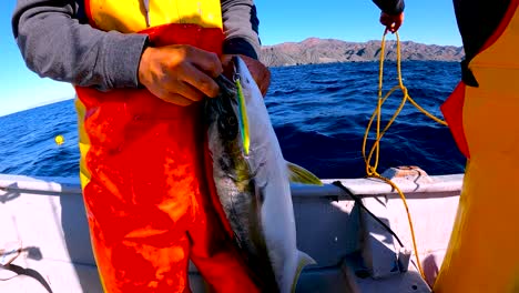 fishermen in orange waders hold yellow tail caught on crankbait lure