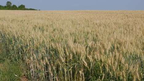 campos de trigo. trigo maduro. es hora de cosechar