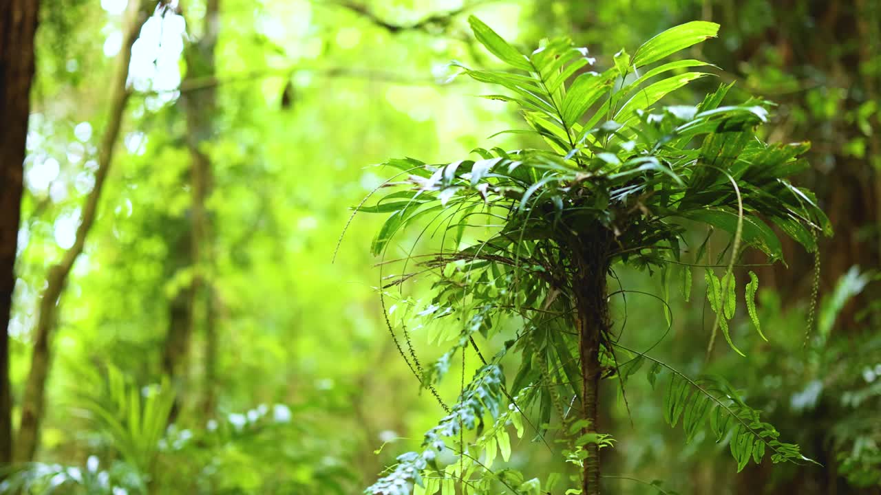 Vibrant green ferns in a sunlit rainforest, showcasing natural beauty and tranquility in Dorrigo, NSW, Australia