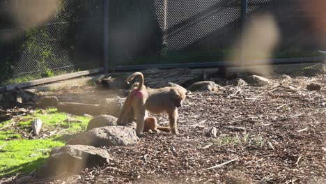 two baboons interacting in their enclosure