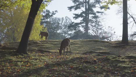 Dos-Ciervos-Japoneses-En-El-Parque-Nara-A-Principios-De-La-Mañana-De-Otoño