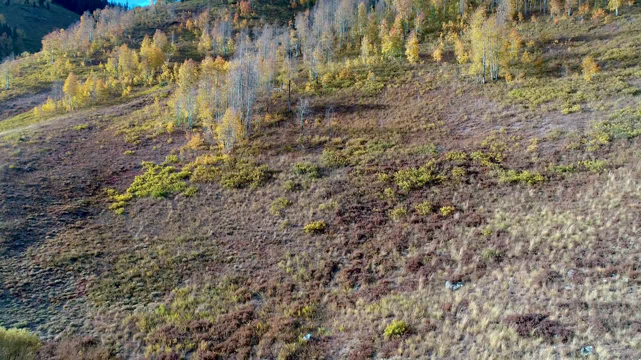increíbles hojas doradas en esta toma de dron de 4k de los árboles de álamo temblón de colorado mientras cambian de color en otoño