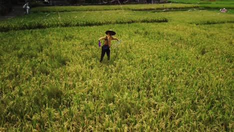 rotating aerial shot of a scarecrow has been installed in the midst of the green field to prevent the birds from eating the farmer's crops, captured by drone