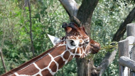 Close-up-shot-of-wild-giraffe-feeding-by-green-plants-in-wilderness-during-sun