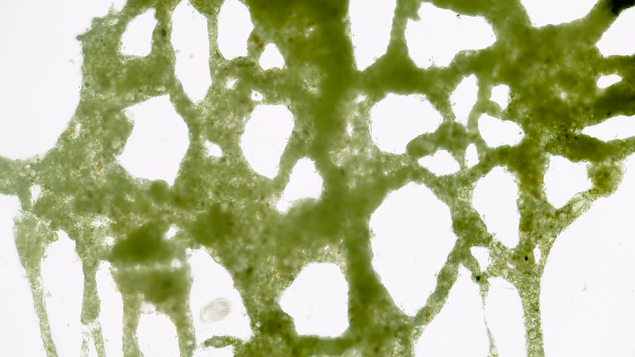 Slime mold plasmodium under microscope with internal flow visible