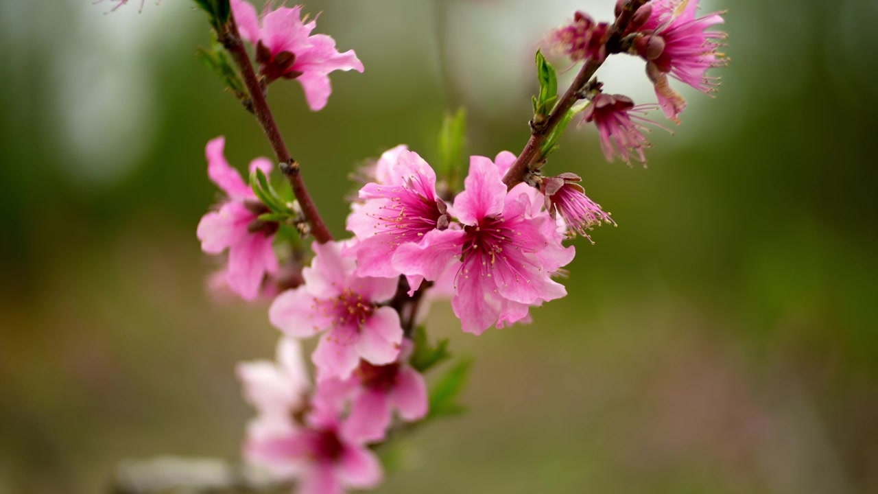Bunga Persik (Prunus persica) Close-up 2