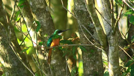 a bright tropical rufous-tailed jacamar bird sitting on a branch in the brazilian rainforest