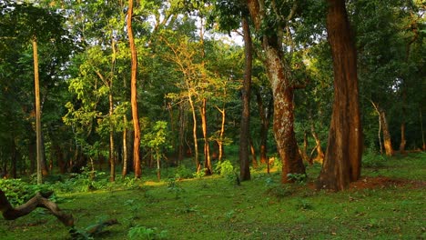 la luz del sol brilla sobre los troncos de árboles altos en un bosque asiático