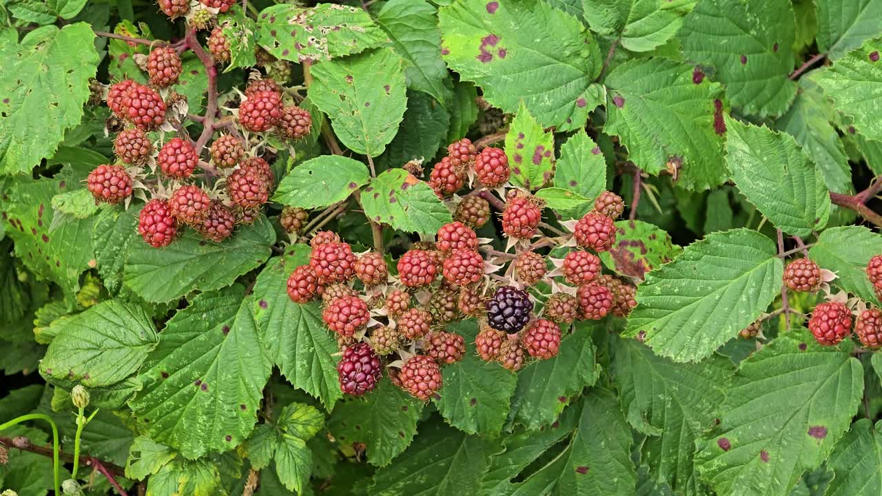 Close-up of ripe red blackberries growing on bush in summer nature
