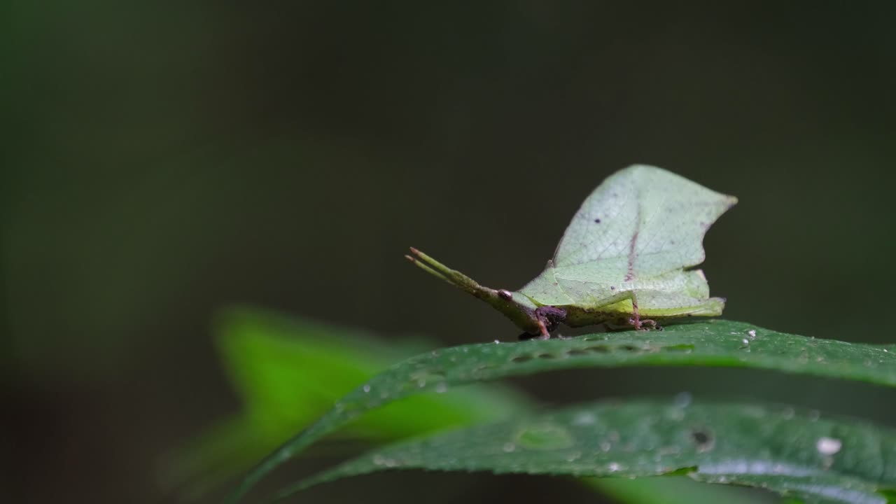 fotografía de cerca de un saltamontes de hoja systella rafflesii en una hoja ancha que se mueve suavemente con la brisa en el bosque de tailandia
