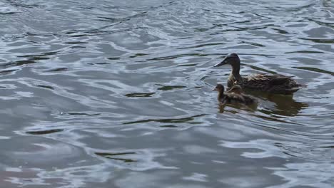 mother duck and ducklings swimming in a lake