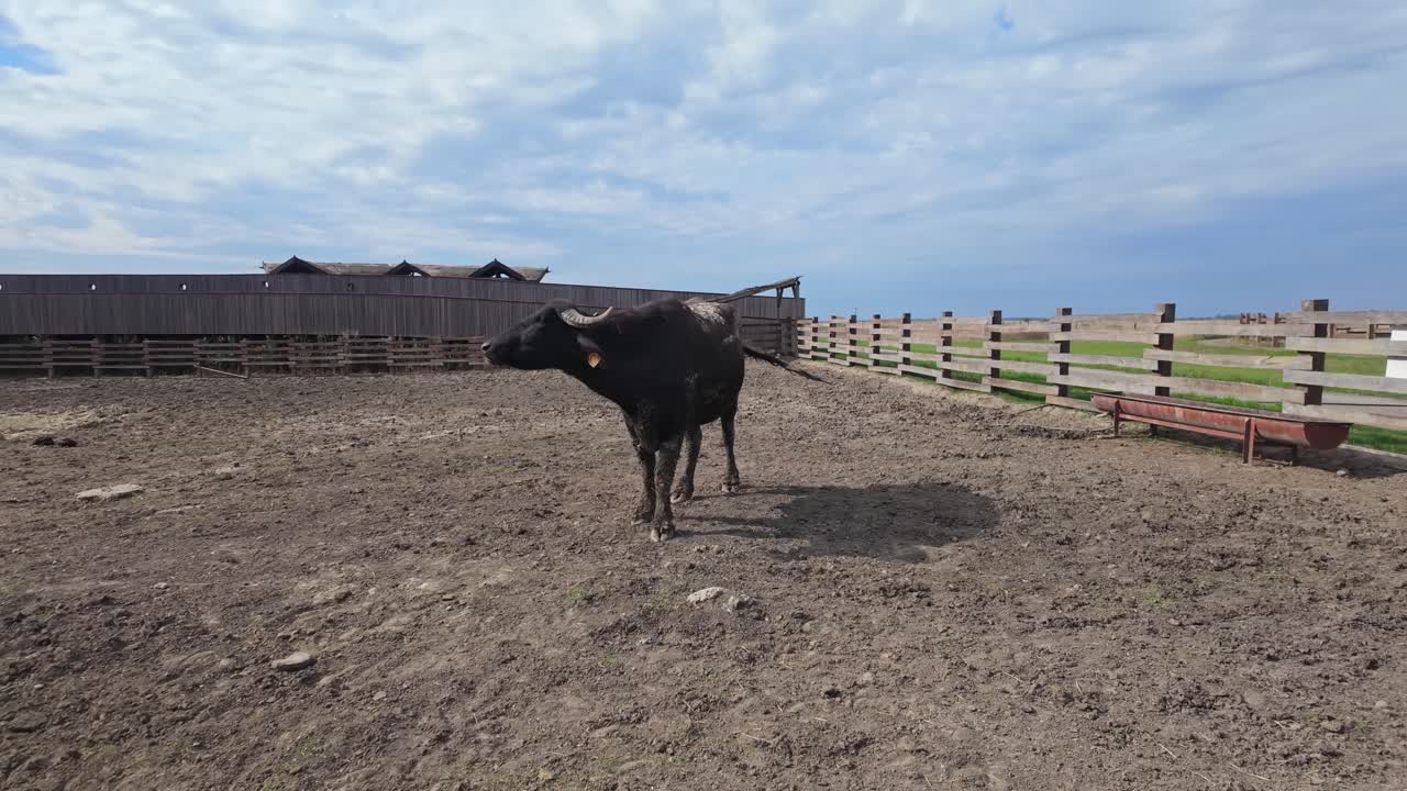 A Carpathian water buffalo stands calmly in a farm setting on a sunny autumn day in Hungary